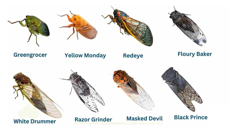 Types of Cicadas
