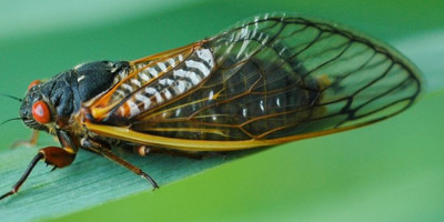 cicada