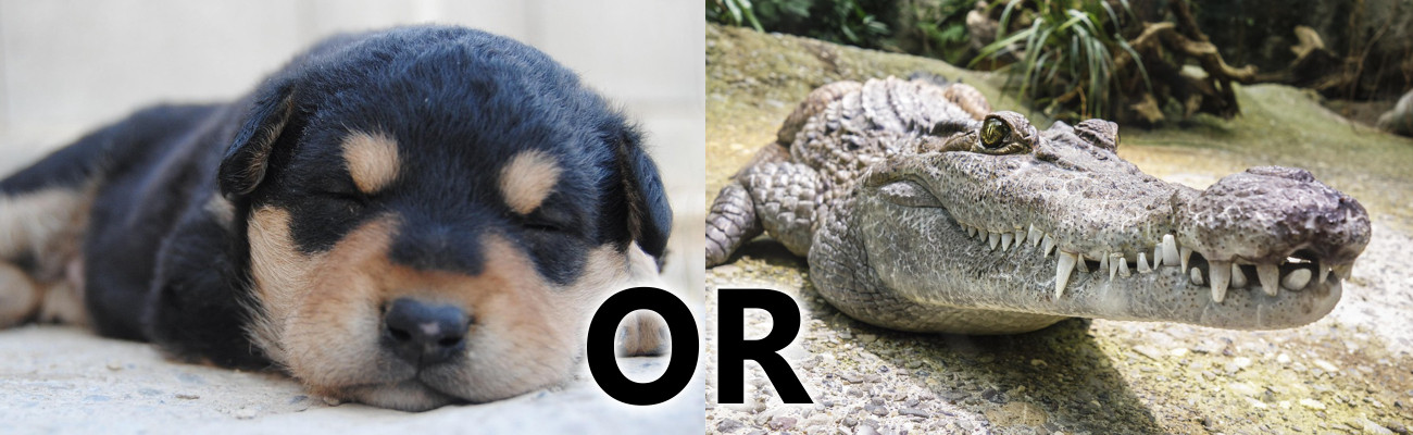 puppy or alligator