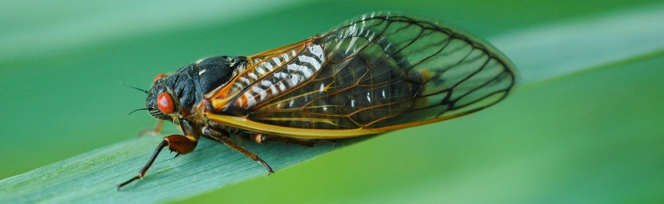 cicada