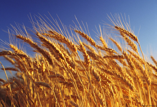 harvest
