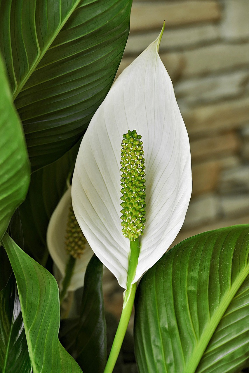 plant